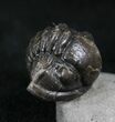 Rare Eifel Gerastos Trilobite - Germany #27433-3